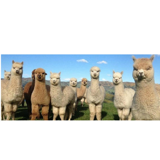 Benefits of Alpaca Products