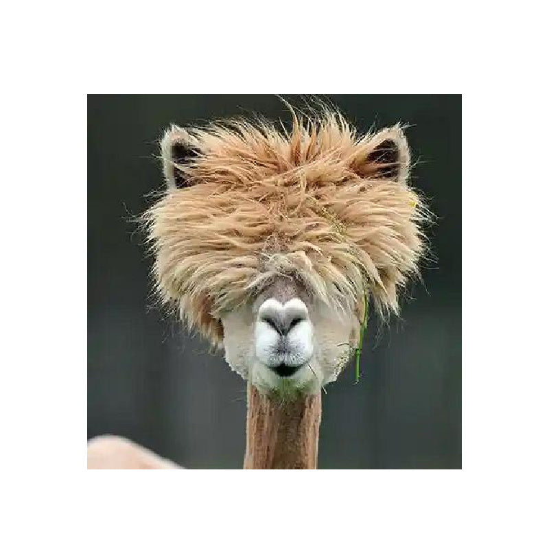 Taking Care of Your Alpaca Products