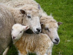 Shetland wool headband, hand-knit fair isle design, warming headwear for chilly days and thoughtful handmade gift